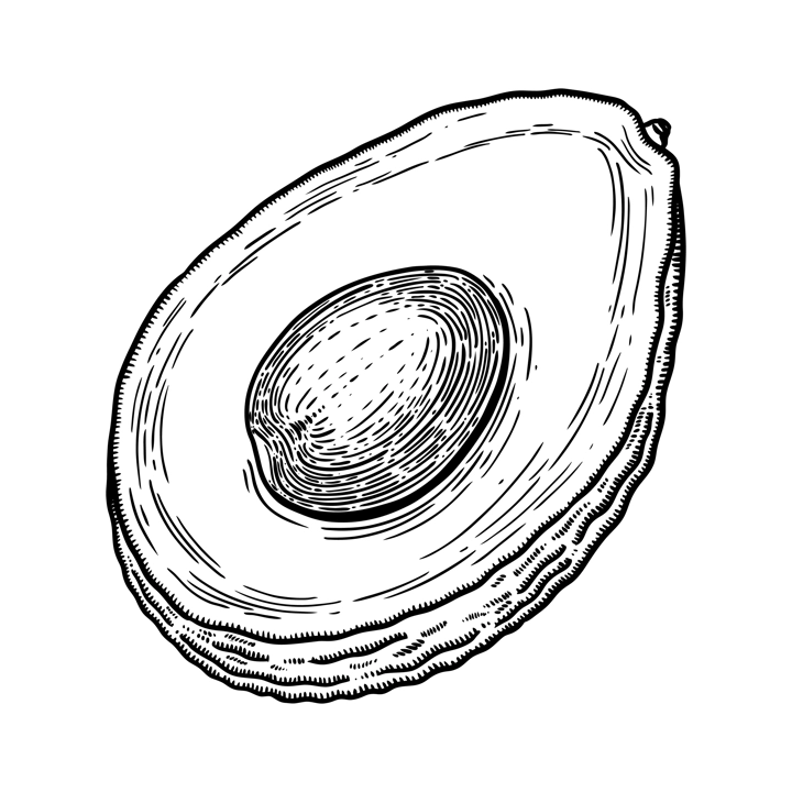Hand drawn avocado illustration. Cut half piece with core and flesh. Ripe fruit sketch in engraved style. Raw fresh vegetable with seed. Healthy vegetarian food drawing isolated on white background